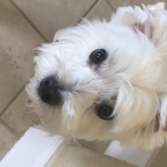 Meet your Posher, Andrea - Picture 1 of 1